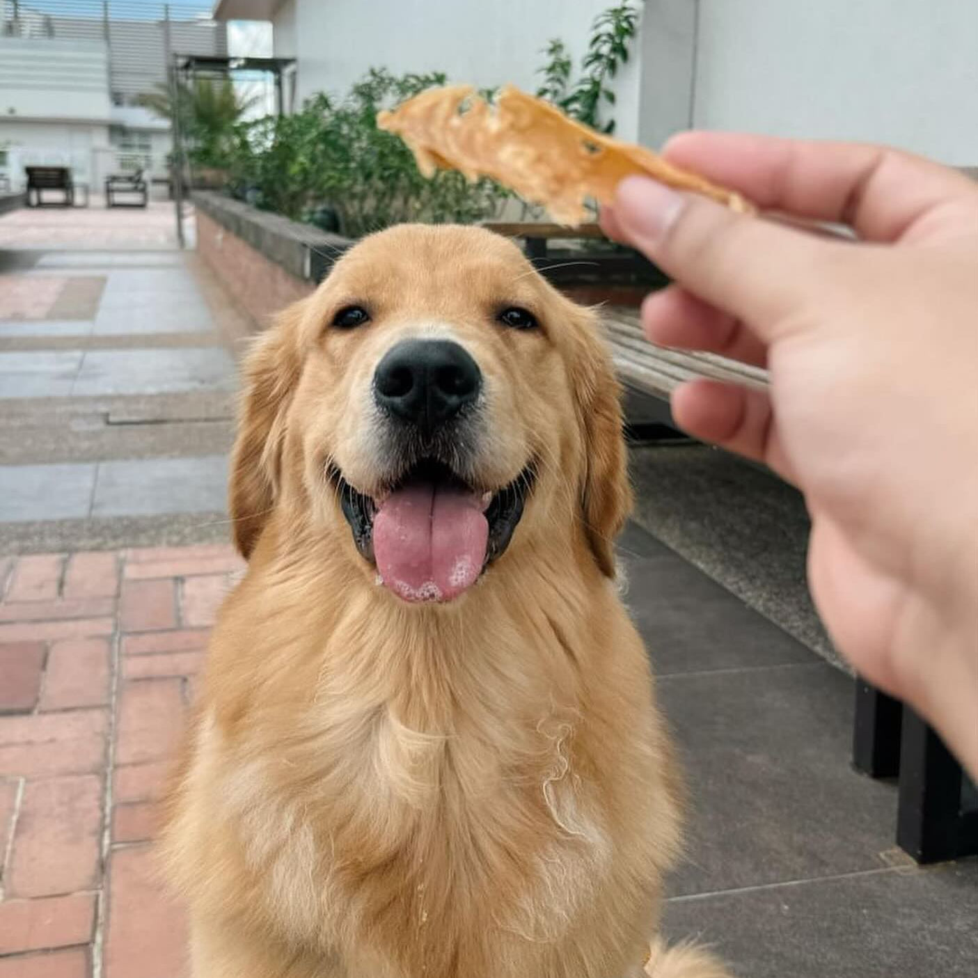 Chicken Breast
