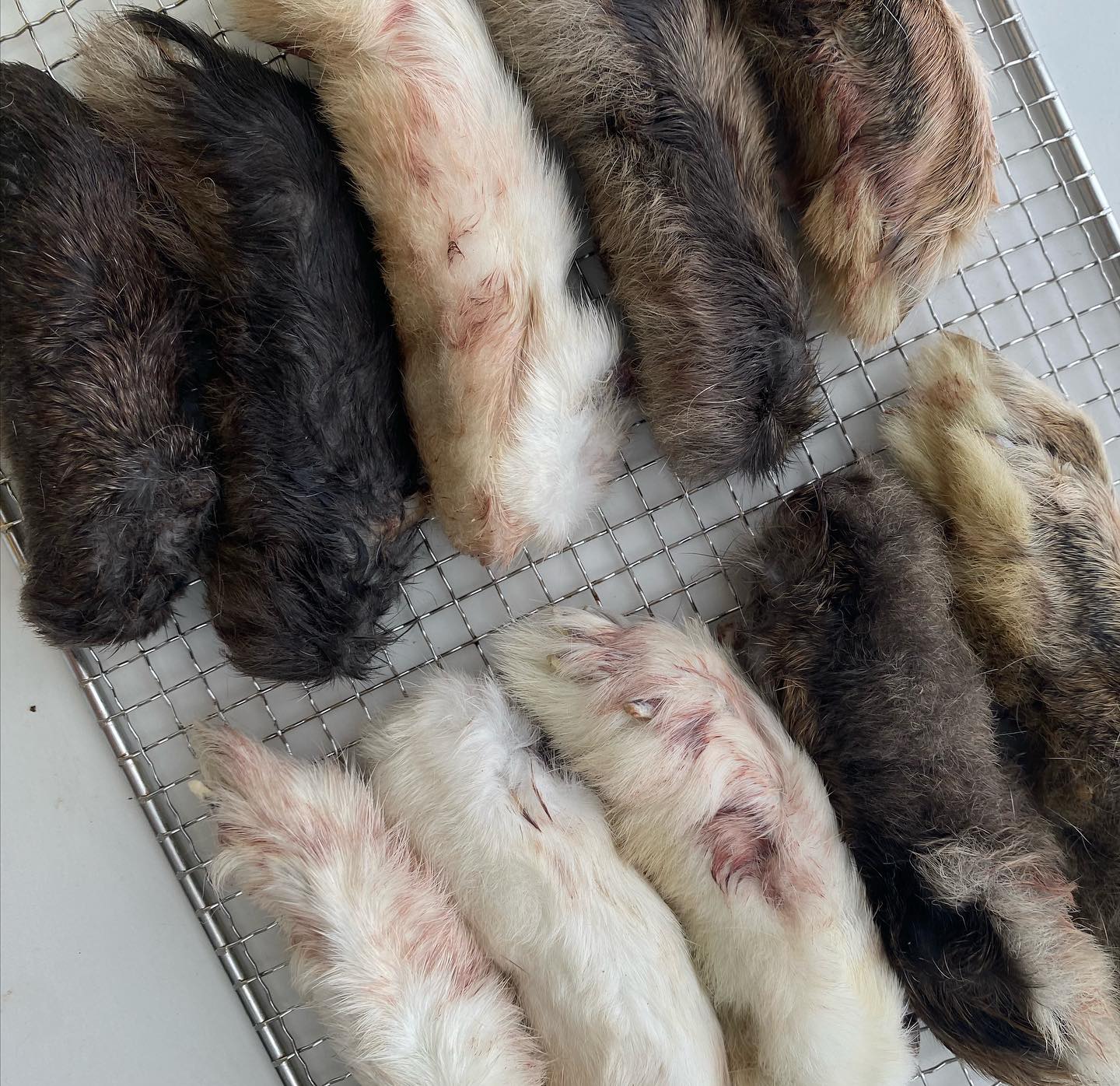 Rabbit Feet