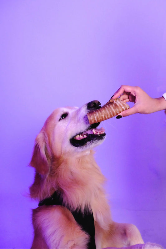 Beef Trachea
