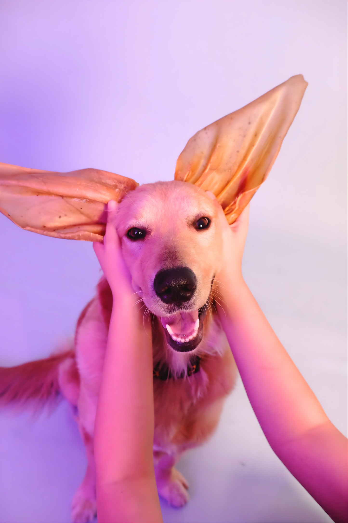 Cow Ear Chew