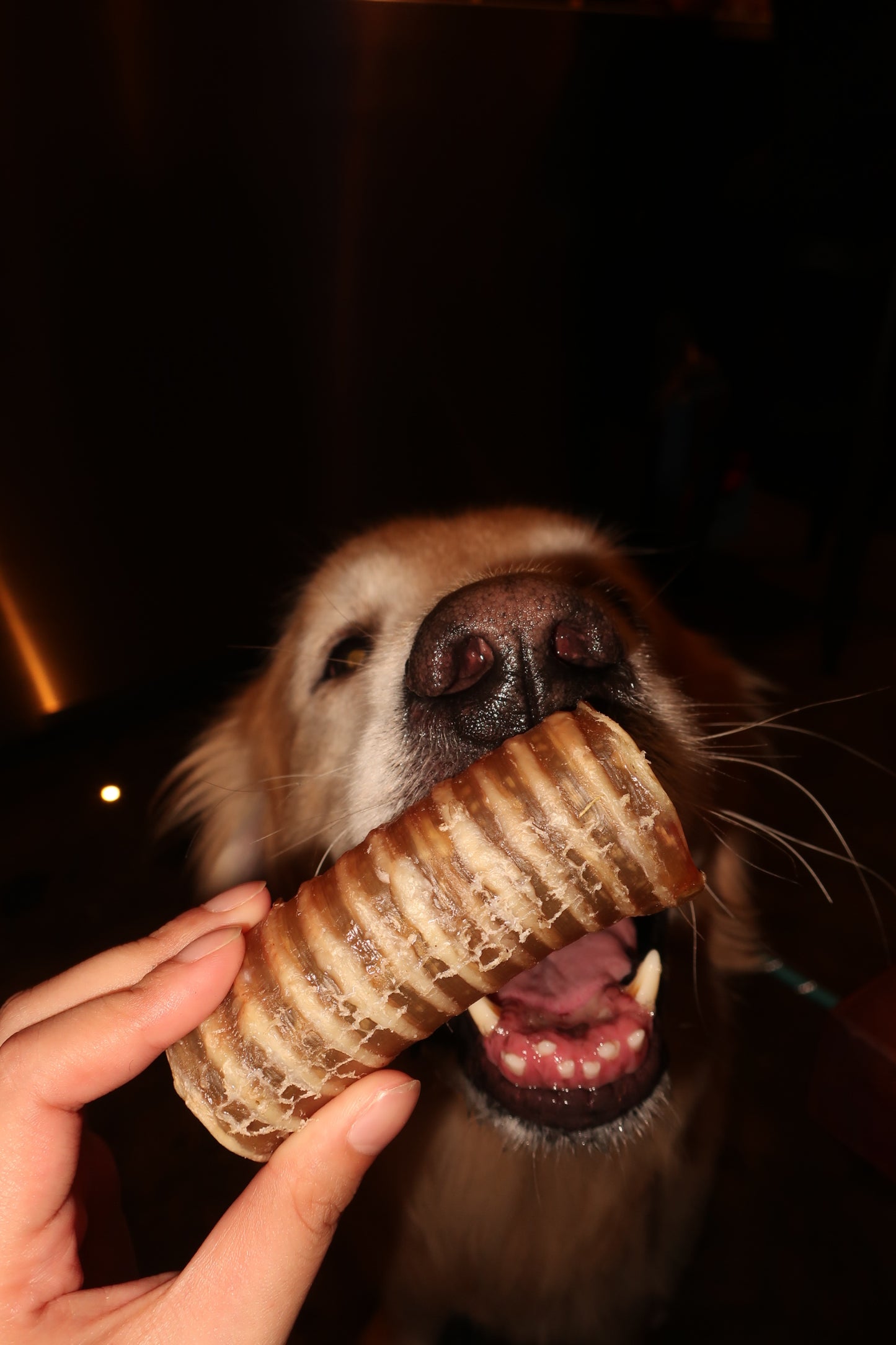 Beef Trachea