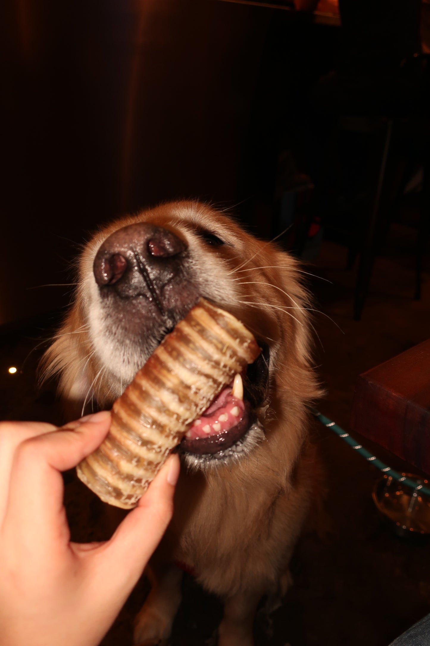 Beef Trachea