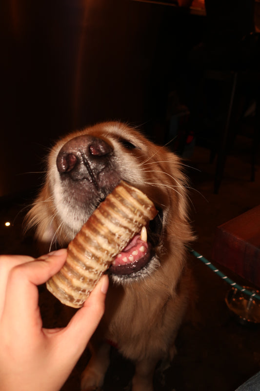 Beef Trachea